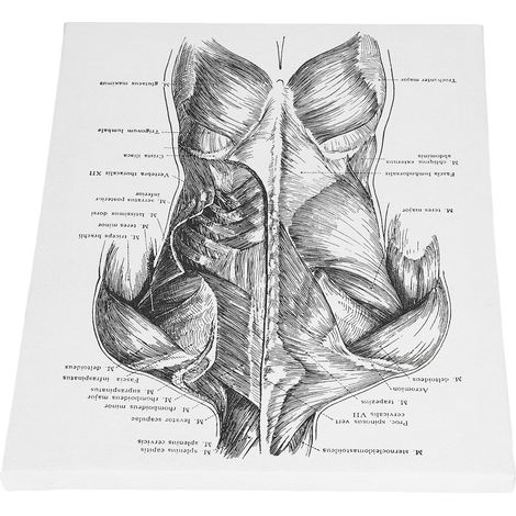Tableau Anatomie Rétro - Décoration Murale Artistique pour Cabinet Médical ou Salon (1/5)