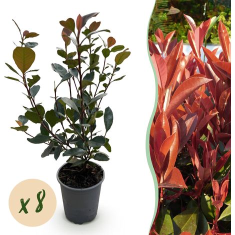Photinia Little Red Robin pour Haie et Bordure Feuillage Rouge Persistant Lot de 8 Pot 9 cm 30-35 cm - PANGIVO (1/5)
