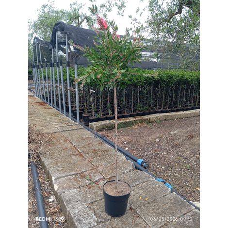 CALLISTEMON CITRINUS SPLENDENS ALB.24 1/2 FUSTO