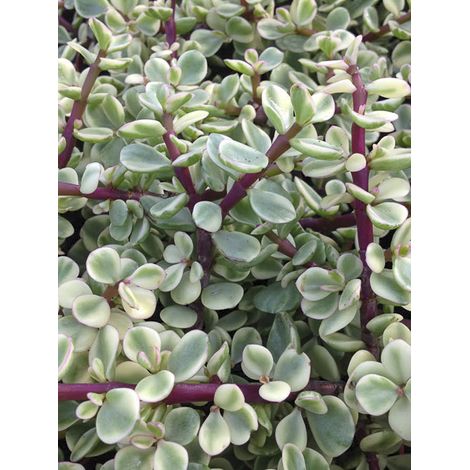 Pourprier en arbre 'Variegata' Pot de 12 cm / 13 cm (1/2)