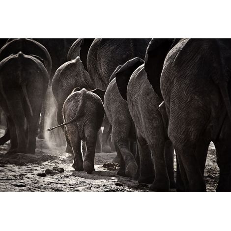 Tableau animaux cap Afrique Tableau alu Dibond (1/5)