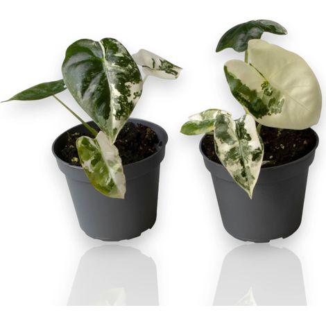Gardenaria Alocasia variegata - Pianta da interno ornamentale - Altezza: 12 cm (vaso 6) (1/5)