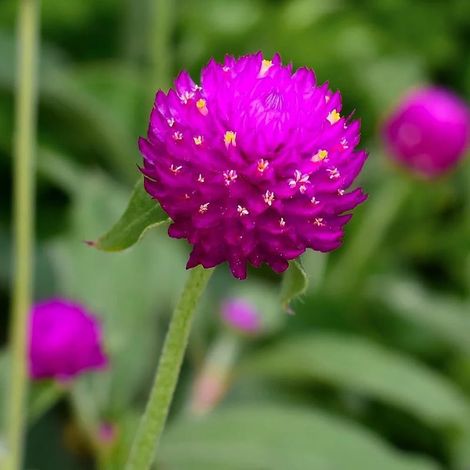 Graines Amarante Globe – Fleurs Vivaces Décoratives – Culture Facile Jardin (1/3)