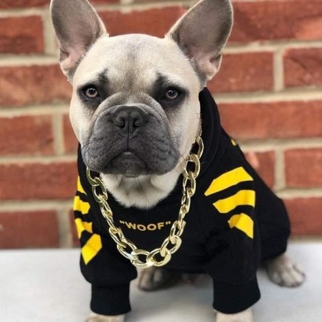 Vêtement pour Chiens Bouledogue - Vêtement Chien À Capuche - Vêtement Pour Animaux