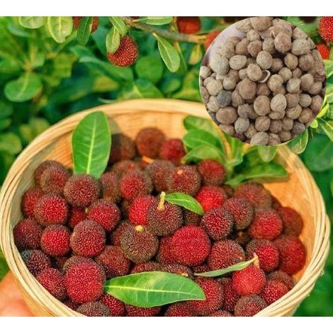 Environ 30 graines de myrica, graines naturelles, graines de verger, pour jardin et balcon (1/5)