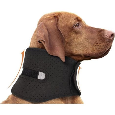Dog recovery collar (1/5)