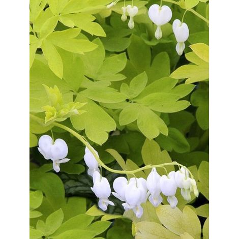 Cœur de Marie 'White Gold ' Godet de 8/9 cm (1/3)