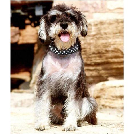 Collare regolabile per cani con strass e cristalli scintillanti, per cani di piccola e media taglia (taglia media, nero) (1/4)