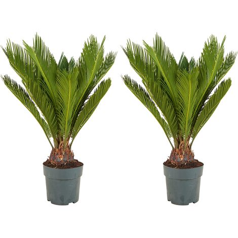 Bloomique - Lot de 2 - Cycas Revoluta - Palmier de la paix - Sagoutier - Plante d’intérieur - Très facile d’entretien - Hauteur 60-80 cm - Pot 17 cm