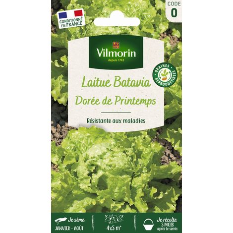 Laitue Batavia Dorée de Printemps Vilmorin (1/4)