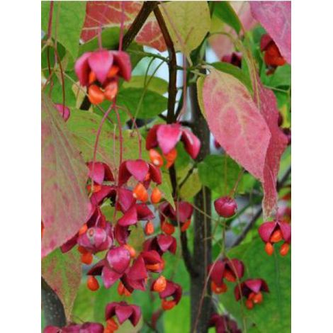 Fusain planipes Pot de 12L/15L (1/5)