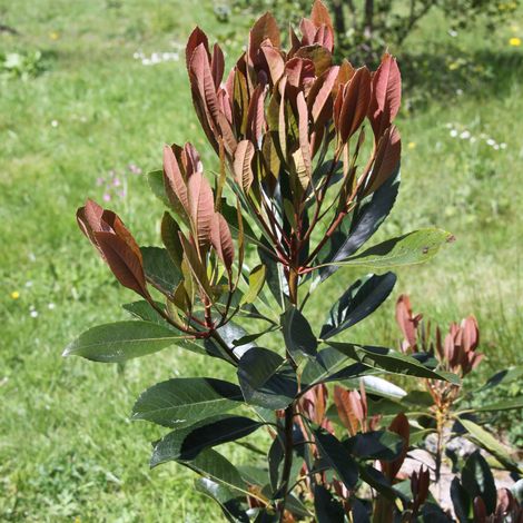 Rhaphiobotrya Coppertone - néflier hybride Pot de 10L tige (1/2)