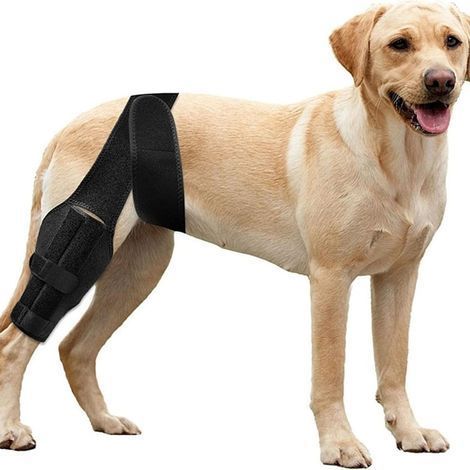 Genouillère pour Chien Patte Arrière, Attelle Réglable pour Chien, Harnais Soutien Jambe Arrière pour la Récupération, Soulager Douleurs Articulaires, Anti léchage (L) (1/5)