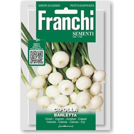 SEMI DI CIPOLLA BLANCA BARLETTA (1/2)