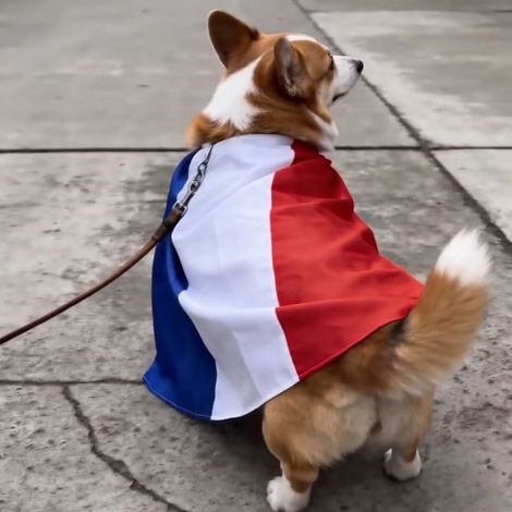 Capes pour animaux de compagnie aux couleurs de la Coupe du Monde 2026, en satin, pour soutenir les fans de football, tailles S/M - France - 90 cm x 90 cm - Lot de 2
