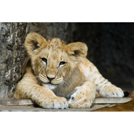 Tableau sur toile lion cub 30x45 cm - Impression sur Toile Murale Décorative - Image imprimée en HD sur Toile - Toile sur Châssis en Bois FSC - Fabriqué en France (1/5)