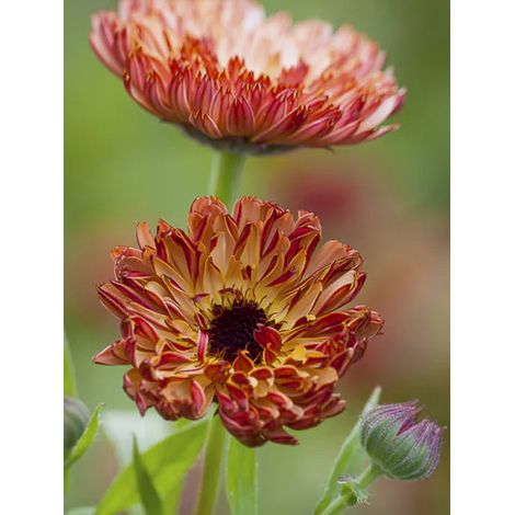 Souci des jardins Sachet de 2g (1/2)