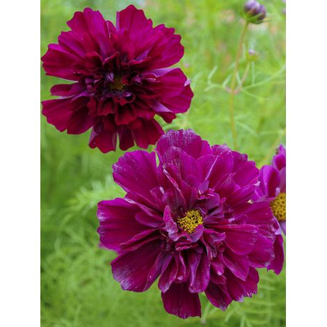 Cosmos 'Cranberries' le sachet de 50 graines (1/2)