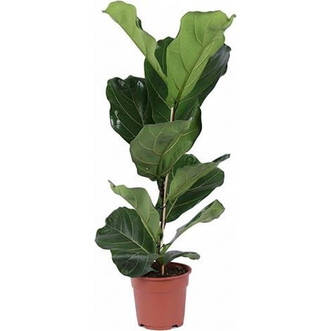 Ficus Lyrata Arbuste - Plante Verte d'Intérieur Naturelle - Hauteur 80 cm - PANGIVO