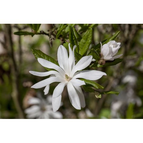 Sternmagnolie Magnolia stellata 7L 60- 80