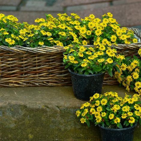 Sanvitalia compact/Pot de 10.5 cm