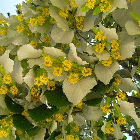 Pépinières Naudet – Tilleul argenté (Tilia tomentosa) – Arbre fruitier à feuillage argenté – Hauteur 20/40cm – Résistant aux conditions urbaines