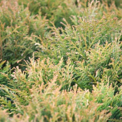 Thuya du Canada Danica, Thuja occidentalis/Pot de 3L - 20/40 cm (1/3)