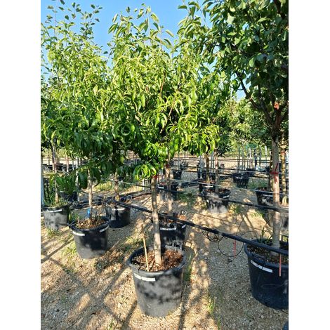 PRUNUS PERSICA (Pesco) ALB.50 1/2 FUSTO SPRING CREST CRF.14/16