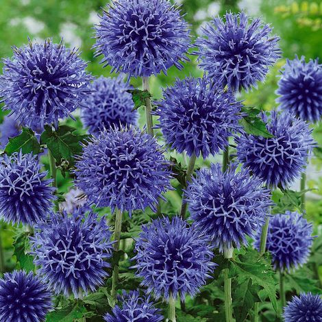 4 x Boule azurée - Echinops bannaticus 'Blue Globe' - godet