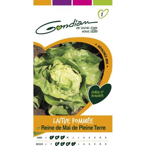 Gondian - Laitue Pommée Reine de mai de Pleine Terre
