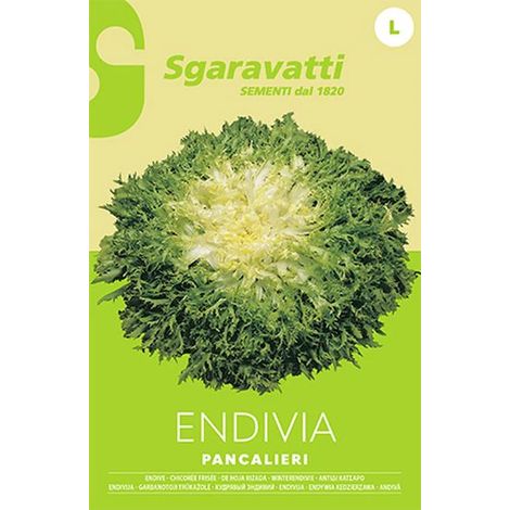 Semi per Ortaggi e Vegetali Endivia Riccia Pancalieri Sgaravatti 20 Pezzi (1/2)