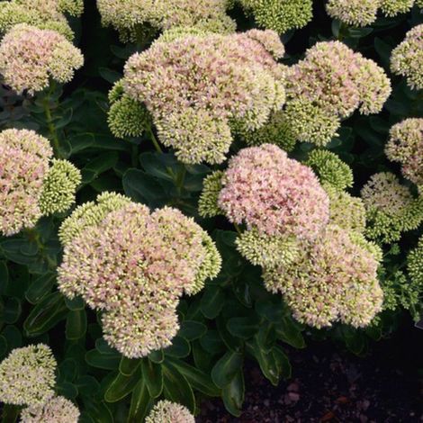 Orpin des jardins (Sedum spectabile) - Poivre rose des murs (Sedum spectabile) - Vivaces - Attire les abeilles et les papillons - Fleurs coupées (1/3)