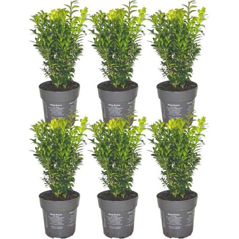 Buis Commun Buxus Sempervirens pour Haie de 1 Mètre - Lot de 6 Plantes - Pot Ø12 cm - 20-25 cm - PANGIVO (1/3)