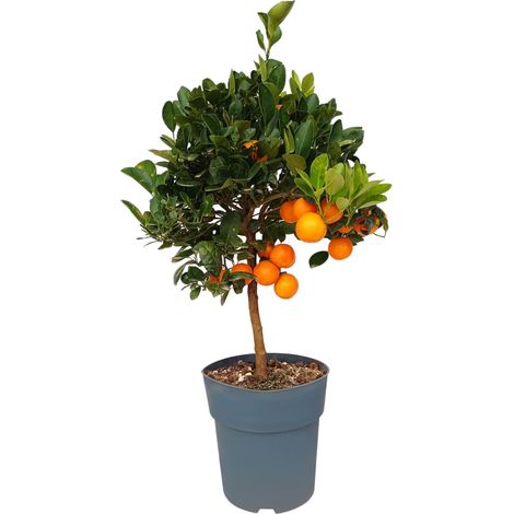 Oranger - Citrus Calamondin - 90 cm - Oranger de 3 ans - (1/5)