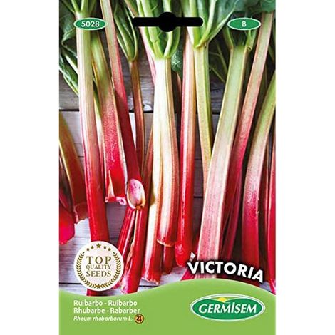 graines Rhubarbe VICTORIA (1/2)