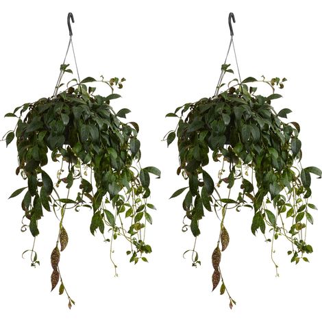 Bloomique - Lot de 2 - Aeschynanthus Marmoratus - Plante rouge à lèvres - Plante suspendue - Plante d'intérieur - Sans danger pour les animaux - Purificateur d'air - Hauteur 30-40 cm - Pot 17 cm