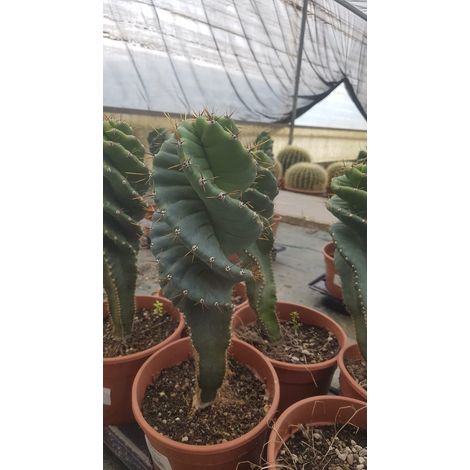 Cereus Spiralis v.17