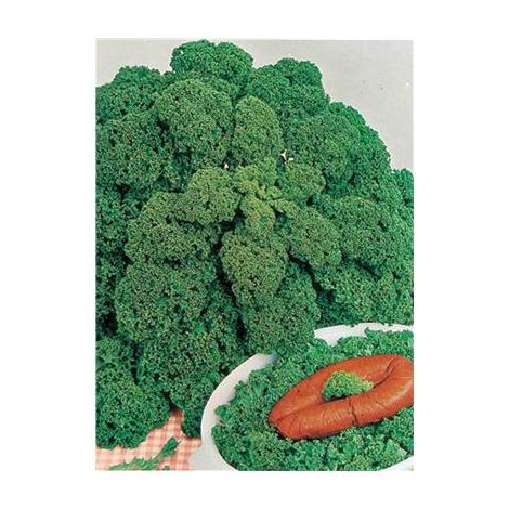 CHOU FRISE VERT DEMI NAIN - 3 G - Graines de légumes