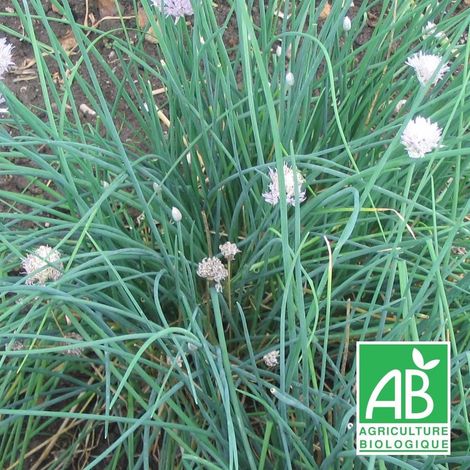 Ciboulette BIO/Lot de 3 godets