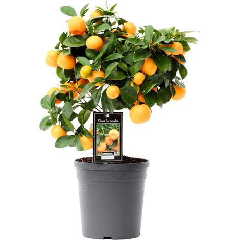 Citrus Calamondin Oranger d'Appartement Parfumé Plante Décorative Intérieur et Balcon Ø15cm H40cm - PANGIVO (1/4)