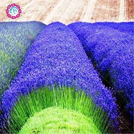 200 PCS graines de lavande français de provence graines de lavande bio très parfumée plante fleur de parfum Graines de fleurs Accueil bonsaï Jardin 2 (1/5)