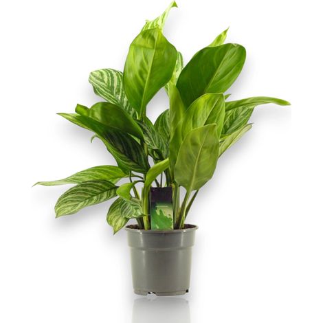 Gardenaria Aglaonema 'Stripes' - Pianta da interno ornamentale - Altezza: 65 cm (vaso 17)