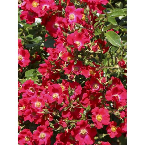 Rosier couvre-sol 'Sommerabend' Pot de 3L/4L
