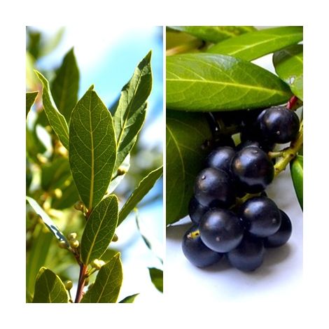 4 Plantas de Laurel. Laurus Nobilis. para Seto O Arbol Aislado (1/2)