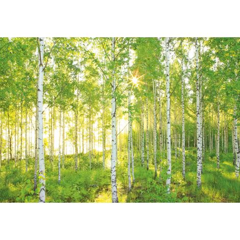 papier peint panoramique arbres vert  - Komar (1/2)