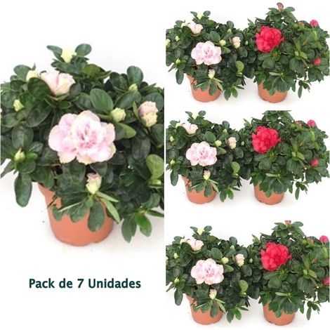 Pack de 7 Planta Natural Azalea Variadas en Maceta de M14