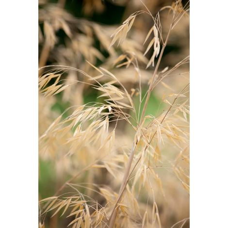 Gardenaria Stipa gigantea - Graminacea ornamentale da esterno - Altezza: 40 cm (vaso 17) (1/2)