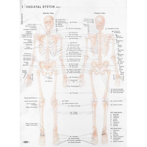 Affiche d'anatomie du système squelettique (décorative) 1 feuille Affiche haut de gamme pour la maison/le bureau (1/5)