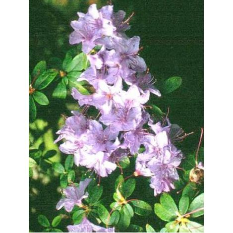 Rhododendron 'Blue Tit' Pot de 2L/3L (1/4)