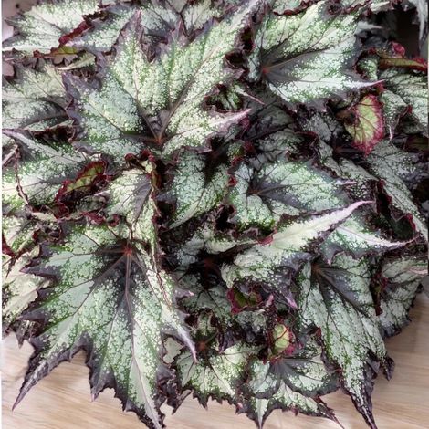 Gardenaria Begonia rex 'Green Valley' - Pianta da interno ornamentale - Altezza: 25 cm (vaso 13) (1/5)